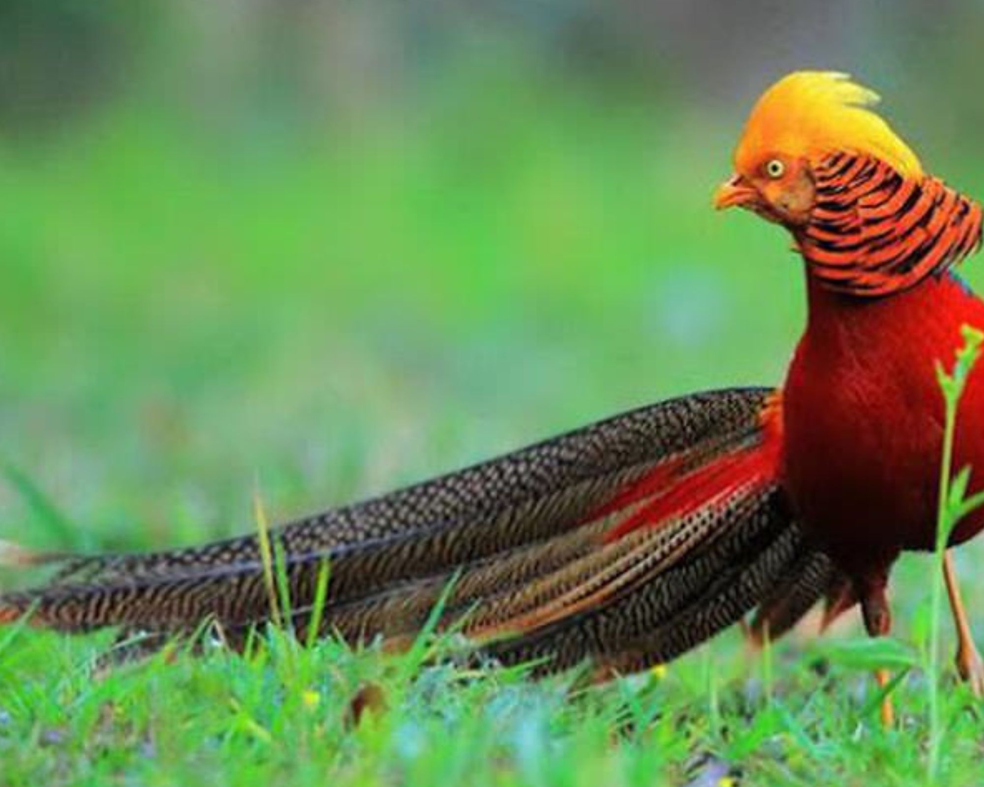 The Magnificent Five: A Fascinating Exploration of the World's Top 5 Birds