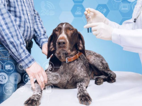 Canine Epistaxis: Understanding, Managing, and Treating Nosebleeds in Dogs
