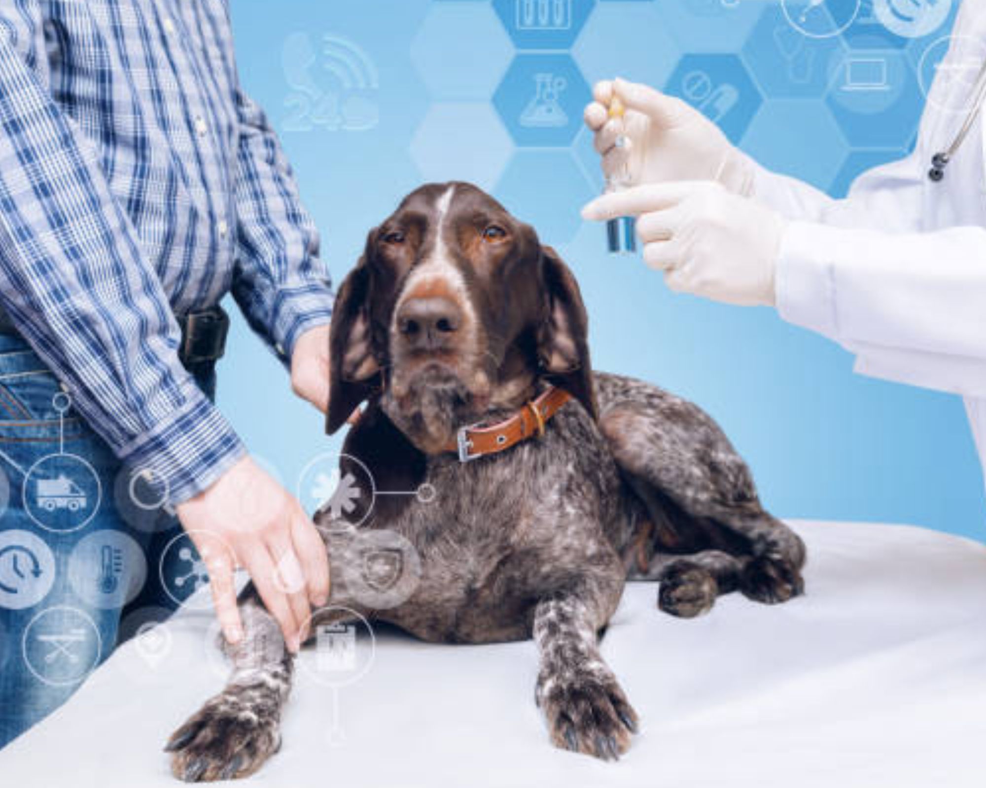 Canine Epistaxis: Understanding, Managing, and Treating Nosebleeds in Dogs