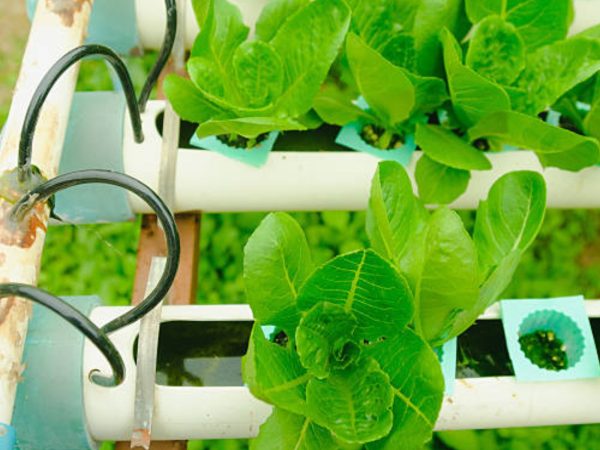 Implementing Aquaponics Systems in Home Gardens
