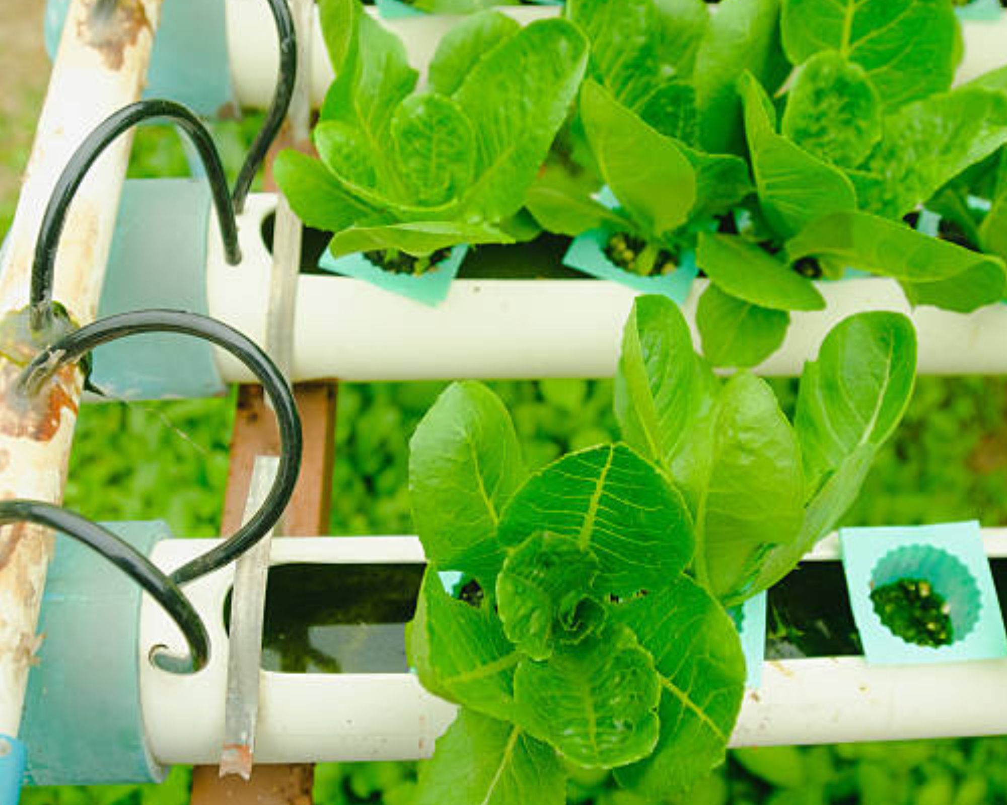 Implementing Aquaponics Systems in Home Gardens