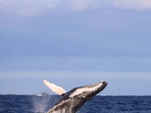 Discover the Wonders of Augusta Whale Watching