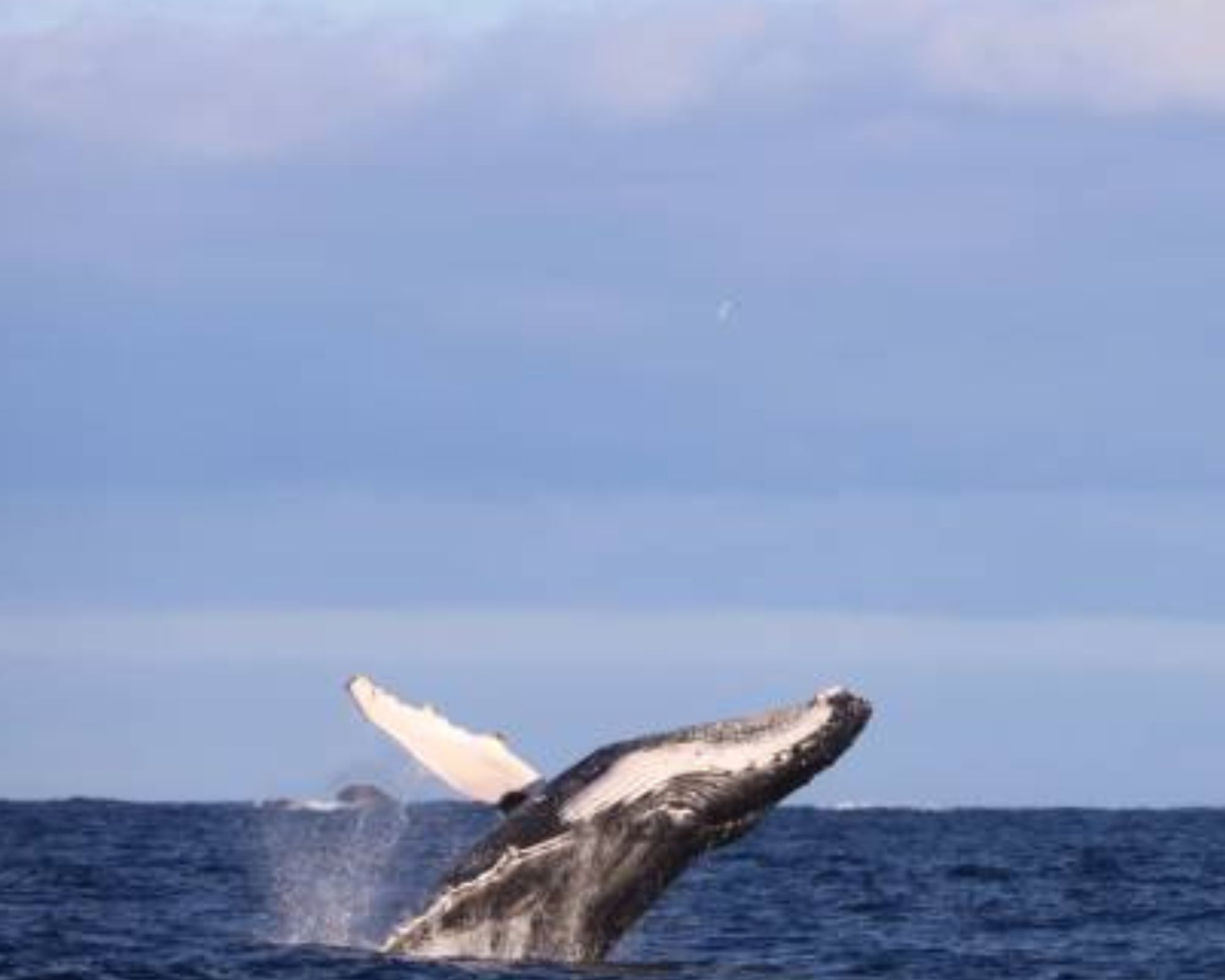 Discover the Wonders of Augusta Whale Watching